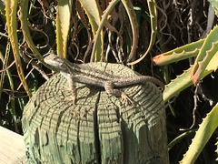 Sceloporus occidentalis