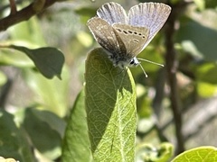 Glaucopsyche lygdamus pseudoxerces