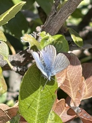 Glaucopsyche lygdamus pseudoxerces