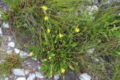 Villarsia capensis