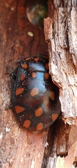 Pachycoris