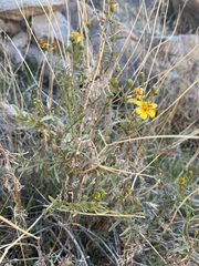 Coreocarpus arizonicus