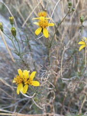 Coreocarpus arizonicus