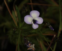 Viola decumbens