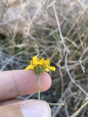 Coreocarpus arizonicus