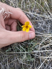 Douglas' violet (Viola douglasii)