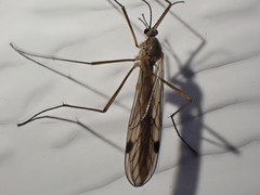 Cramptonomyia spenceri