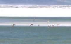 Phoenicoparrus andinus