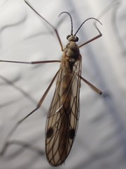 Cramptonomyia spenceri
