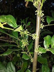 Trichilia havanensis