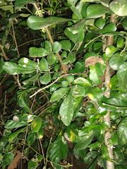 Trichilia havanensis