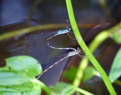 Indolestes tenuissimus