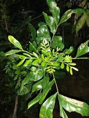 Trichilia havanensis