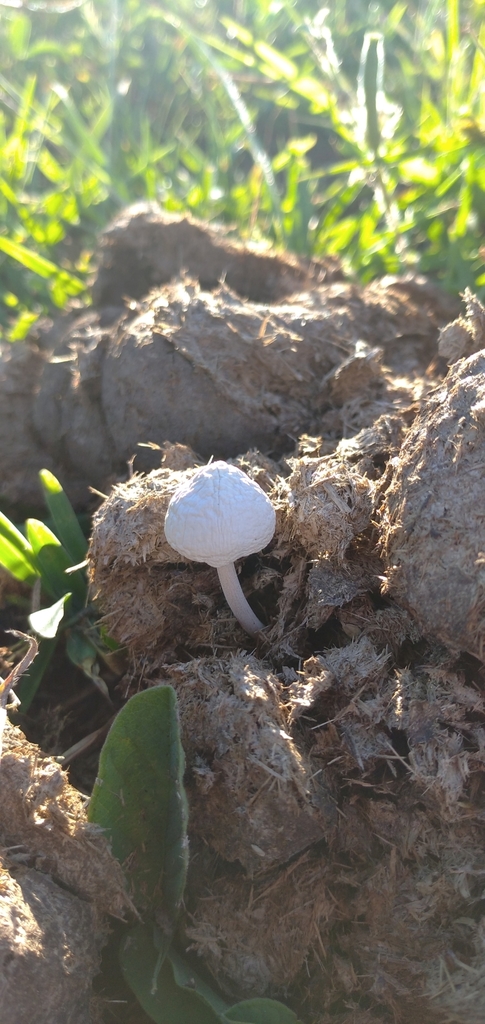 Panaeolus antillarum · March 2021 · photo: © sup13 (iNaturalist, cc-by)