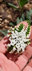 Tournefortia hartwegiana