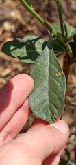 Tournefortia hartwegiana