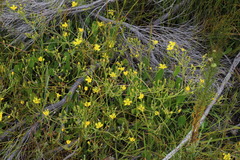 Villarsia capensis