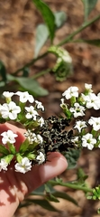 Tournefortia hartwegiana