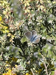 Glaucopsyche lygdamus pseudoxerces