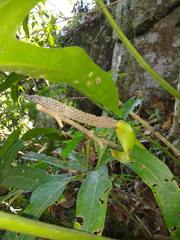 Anthurium podophyllum