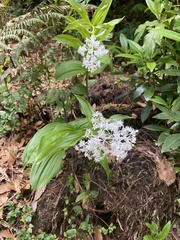 Maianthemum paniculatum