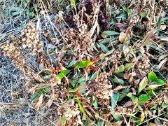 Rumex crassus