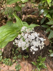 Maianthemum paniculatum