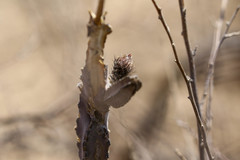 Peniocereus greggii greggii