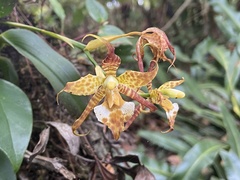 Rhynchostele cordata