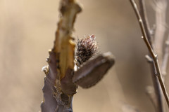 Peniocereus greggii greggii