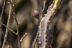 Peniocereus greggii greggii