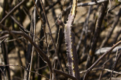 Peniocereus greggii greggii