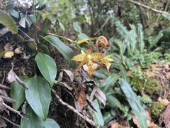 Rhynchostele cordata