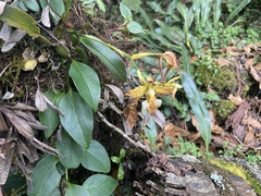 Rhynchostele cordata