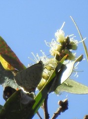 Hypochrysops digglesii