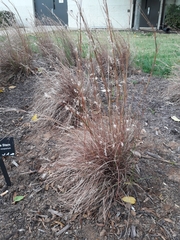 Poaceae