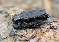 Chrysobothris dentipes