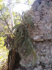 Tillandsia streptophylla