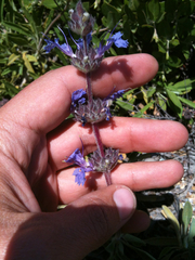 Salvia sonomensis