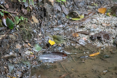 Basileuterus melanotis