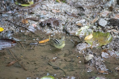 Basileuterus melanotis