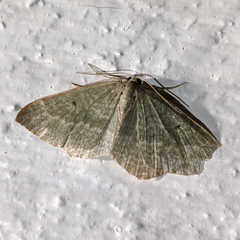 Poecilasthena euphylla