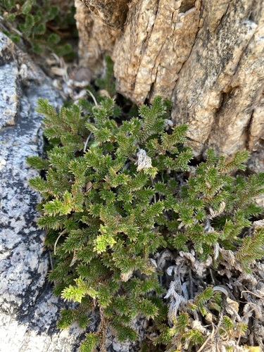 Arizona spikemoss (Selaginella arizonica)
