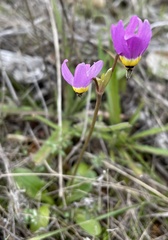 Primula clevelandii gracilis