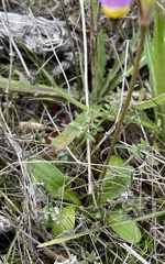 Primula clevelandii gracilis