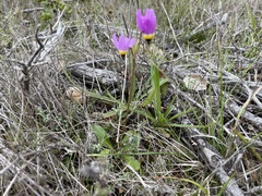 Primula clevelandii gracilis