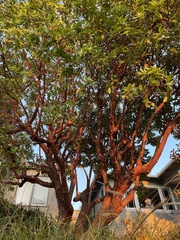 Arbutus × andrachnoides