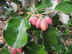 Elaeagnus macrophylla