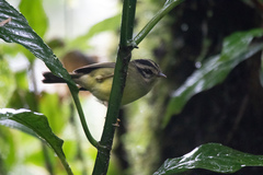 Basileuterus melanotis