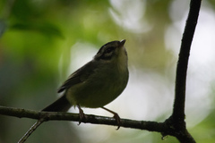 Basileuterus melanotis